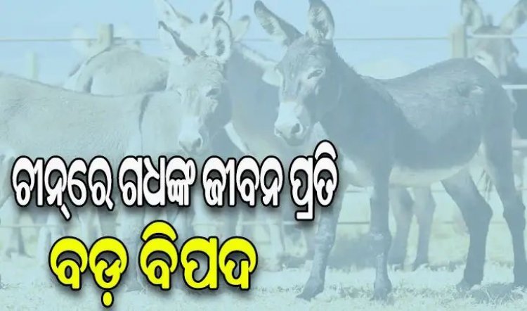 ଚୀନ୍‌ରେ ୨ ବର୍ଷରେ ୭୦ ଲକ୍ଷ ଗଧଙ୍କୁ ହତ୍ୟା