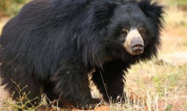 ରାତିରେ ଚାଷ ଜଗିବାକୁ ଯାଇଥିଲେ; ଆକ୍ରମଣ କଲା ଭାଲୁ