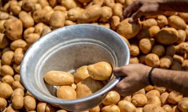 ଦୁଇ ଦିନରେ ଆଳୁ ସମସ୍ୟାର ହେବ ସମାଧାନ: ଯୋଗାଣ ମନ୍ତ୍ରୀଙ୍କ ସୂଚନା