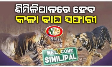 ଶିମିଳିପାଳରେ ହେବ ବିଶ୍ୱର ପ୍ରଥମ କଳାବାଘ ସଫାରୀ