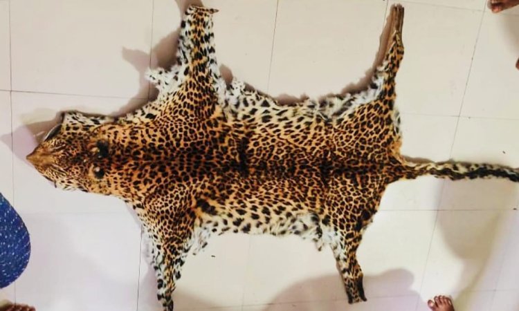 Team of STF conducted raid,  seized Leopard Skin