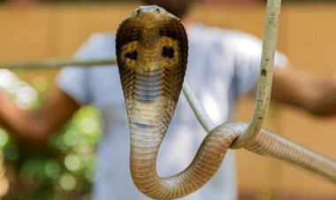 ସାପ କାମୁଡାରେ କାଉଡିଆ ମୃତ