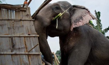 ହାତୀ ଭାଙ୍ଗିଲେ ମିଳିବ ନୂଆ ଘର