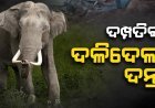 ହାତୀ ଆକ୍ରମଣରେ ଦମ୍ପତିଙ୍କ ମୃତ୍ୟୁ