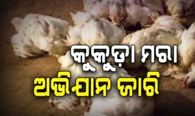 ନିମାପଡା ଓ ଡେଲାଙ୍ଗରେ ବାର୍ଡ ଫ୍ଲୁ ଚିହ୍ନଟ ପରେ କୁକୁଡ଼ାମରା ଅଭିଯାନ ଜାରି