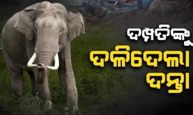 ହାତୀ ଆକ୍ରମଣରେ ଦମ୍ପତିଙ୍କ ମୃତ୍ୟୁ