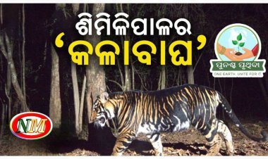 ଶିମିଳିପାଳର 'କଳାବାଘ': ସଫାରି ପାଇଁ ନକ୍ସା ପ୍ରସ୍ତୁତ