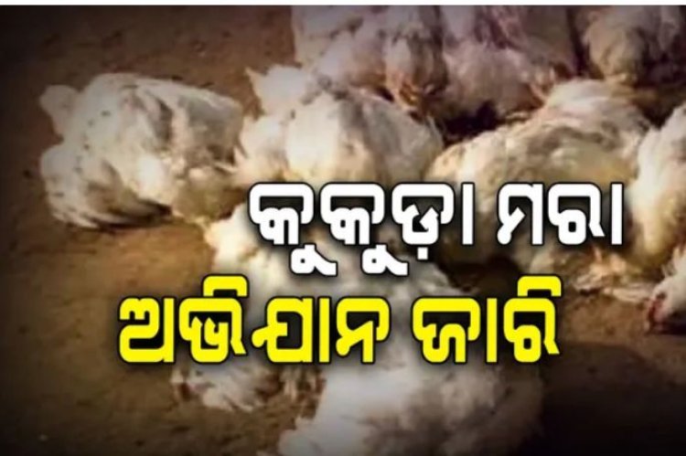 ନିମାପଡା ଓ ଡେଲାଙ୍ଗରେ ବାର୍ଡ ଫ୍ଲୁ ଚିହ୍ନଟ ପରେ କୁକୁଡ଼ାମରା ଅଭିଯାନ ଜାରି