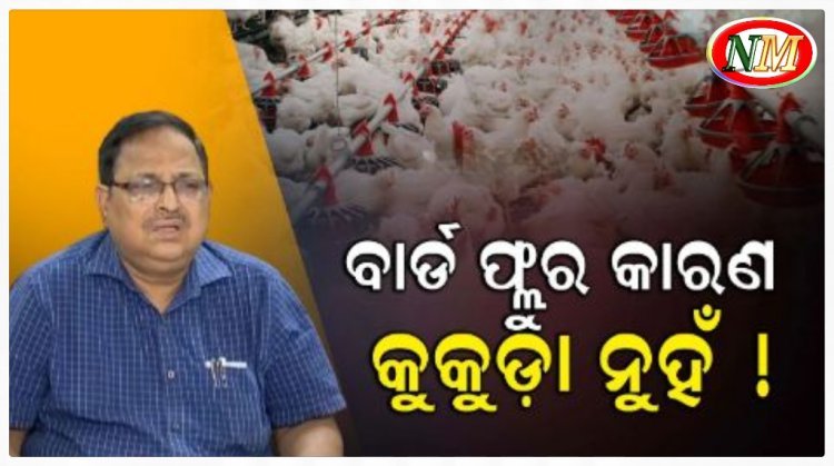 ବାର୍ଡ ଫ୍ଲୁର ଉତ୍ସ କୁକୁଡ଼ା ନୁହେଁ