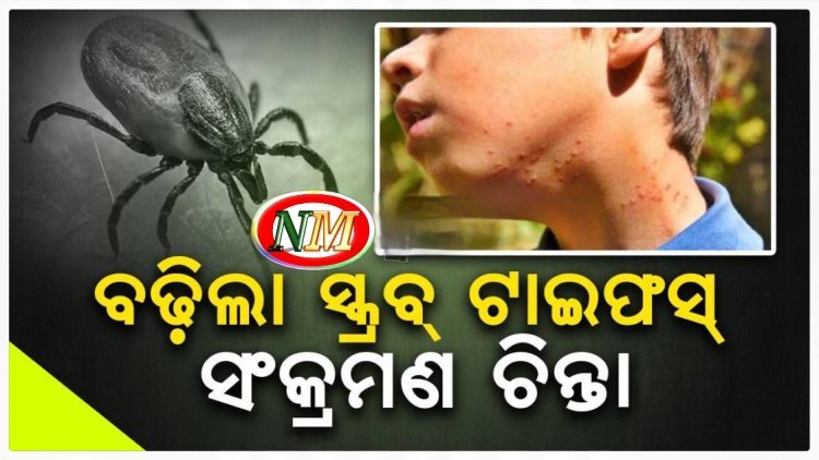 ବଢ଼ିଲା ସ୍କ୍ରବ୍‌ ଟାଇଫସ୍‌ ସଂକ୍ରମଣ ଚିନ୍ତା