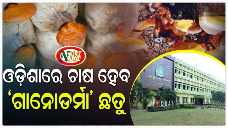 ଖୁବ୍ଶୀଘ୍ର ଓଡ଼ିଶା ବଜାରରେ 'ଗାନୋଡର୍ମା' ଛତୁ