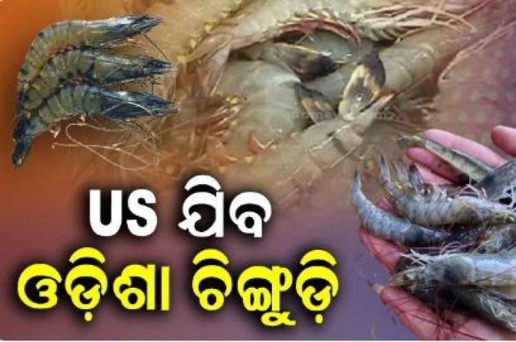 ଆମେରିକା ହାଣ୍ଡିଶାଳରେ ପହଞ୍ଚିବ ଓଡ଼ିଶାର ଜିଅନ୍ତା ଚିଙ୍ଗୁଡ଼ି