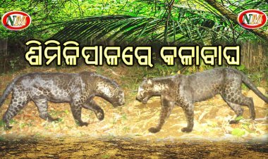 ଶିମିଳିପାଳରେ ବୁଲୁଛି କଳାବାଘ