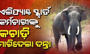 ହାତୀ ଘଉଡ଼ାଇବା ହେଲା କାଳ