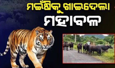 ଘୁମୁସର ବନଖଣ୍ଡକୁ ପୁଣି ଫେରିଲା ମହାବଳ