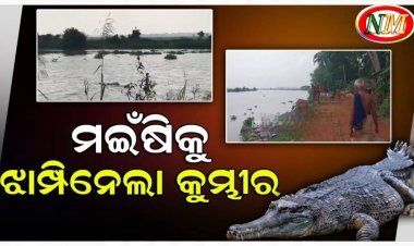 ମଇଁଷିକୁ ଝାମ୍ପିନେଲା ୧୫ ଫୁଟିଆ କୁମ୍ଭୀର