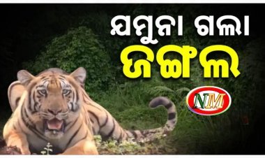 ଶିମିଳିପାଳ ଜଙ୍ଗଲରେ ଅଢେଇ ବର୍ଷର ଯମୁନା