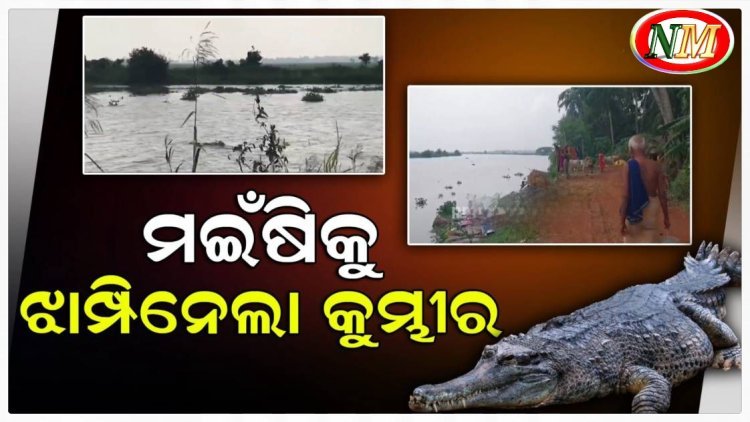 ମଇଁଷିକୁ ଝାମ୍ପିନେଲା ୧୫ ଫୁଟିଆ କୁମ୍ଭୀର