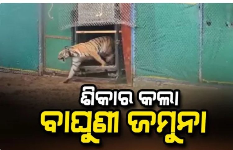 ଶିକାର କଲା ବାଘୁଣୀ ଜମୁନା