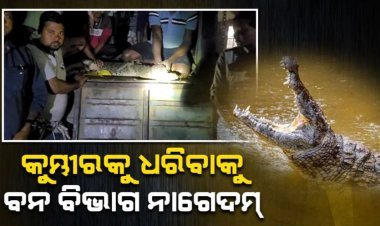 ବିଚିତ୍ରପୁର ନାଳରୁ ଧରା ପଡ଼ିଲା ୭ ଫୁଟ ୬ ଇଞ୍ଚ ଲମ୍ବର ବଉଳା କୁମ୍ଭୀର