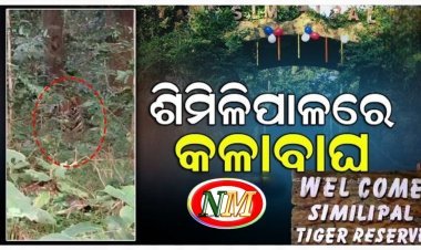 ଶିମିଳିପାଳରେ ବୁଲୁଛି କଳାବାଘ