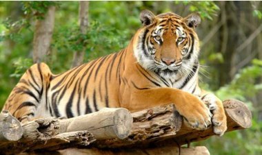 ଗାଁରେ ମହାବଳର ପଦ ଚିହ୍ନ