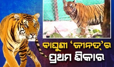 ପ୍ରଥମ ଶିକାର କଲା ବାଘୁଣୀ ଜିନ୍ନତ