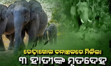 ୩ ହାତୀଙ୍କ ମୃତ୍ୟୁ