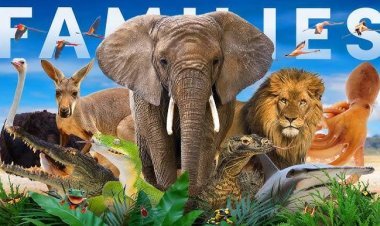 ଓଡ଼ିଶାରେ ପ୍ରତିଷ୍ଠା ହେବ ପ୍ରାଣୀସମ୍ପଦ ବିଶ୍ୱବିଦ୍ୟାଳୟ