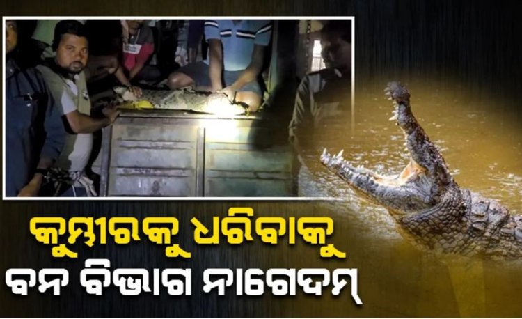 ବିଚିତ୍ରପୁର ନାଳରୁ ଧରା ପଡ଼ିଲା ୭ ଫୁଟ ୬ ଇଞ୍ଚ ଲମ୍ବର ବଉଳା କୁମ୍ଭୀର
