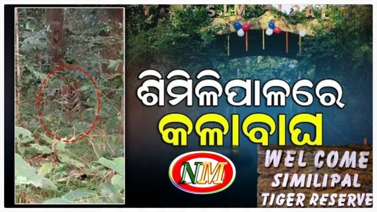 ଶିମିଳିପାଳରେ ବୁଲୁଛି କଳାବାଘ