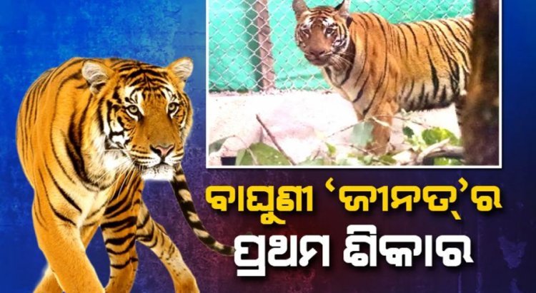 ପ୍ରଥମ ଶିକାର କଲା ବାଘୁଣୀ ଜିନ୍ନତ