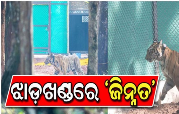 ଝାଡ଼ଖଣ୍ଡରେ ବୁଲୁଛି ବାଘୁଣୀ ‘ଜିନ୍ନତ’